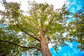 Professional Tree Care Services in Morenci, AZ