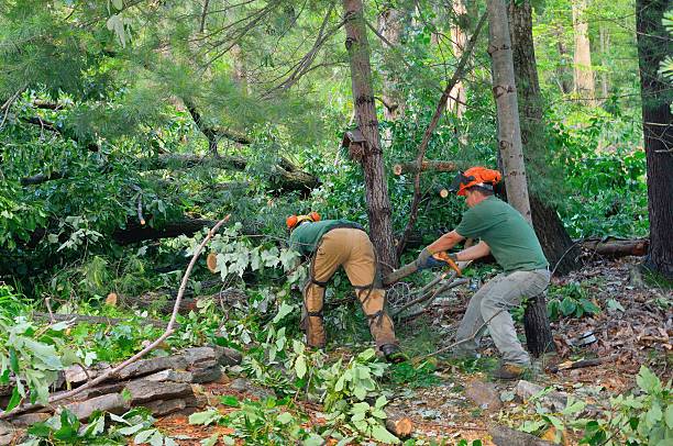 Landscape Design and Installation